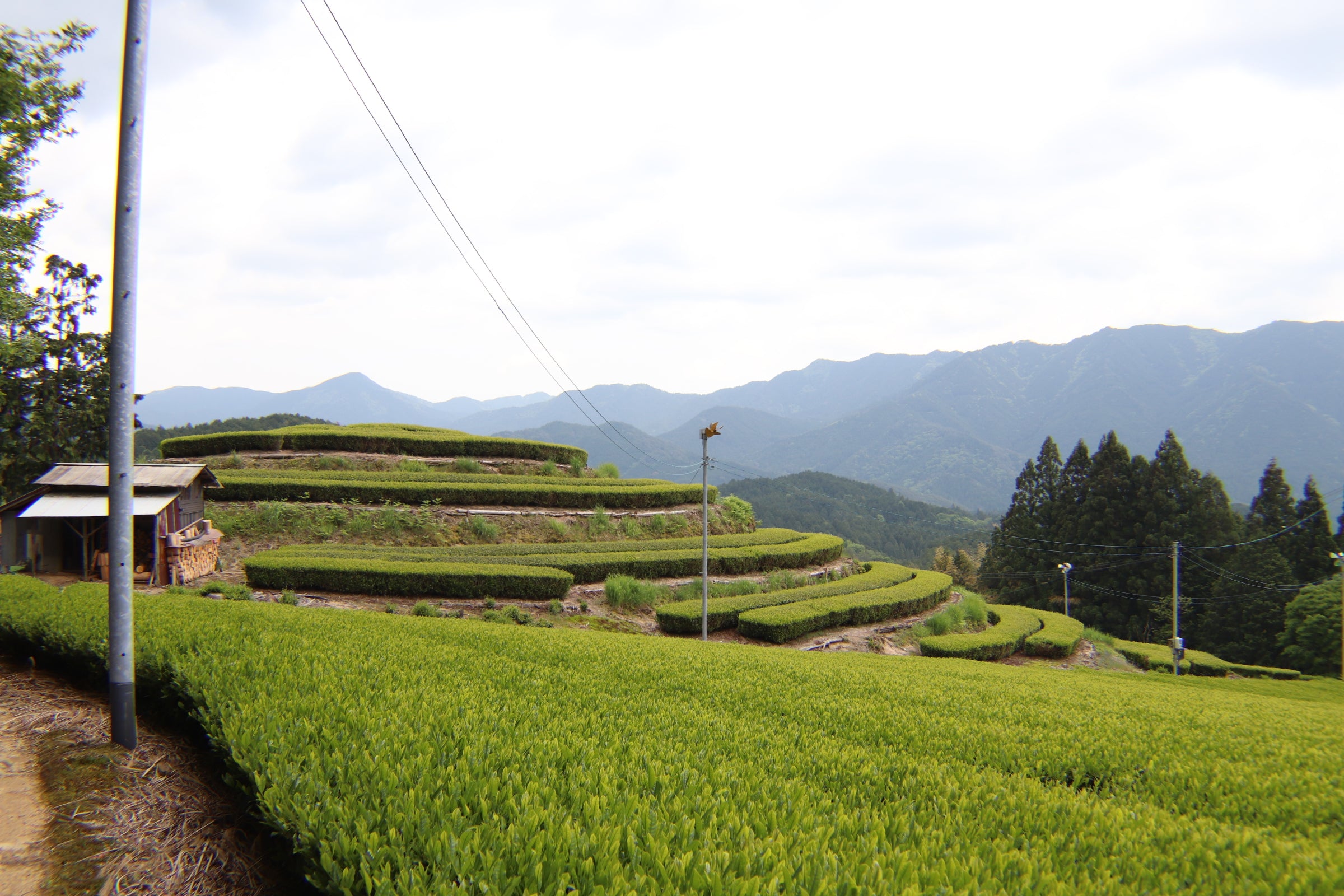 Gifu hojicha